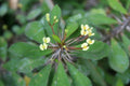 Tiny Yellow Euphobia Milii Crown of Thorns Succulent Cactus Cutting - Drought-Tolerant Indoor Plant