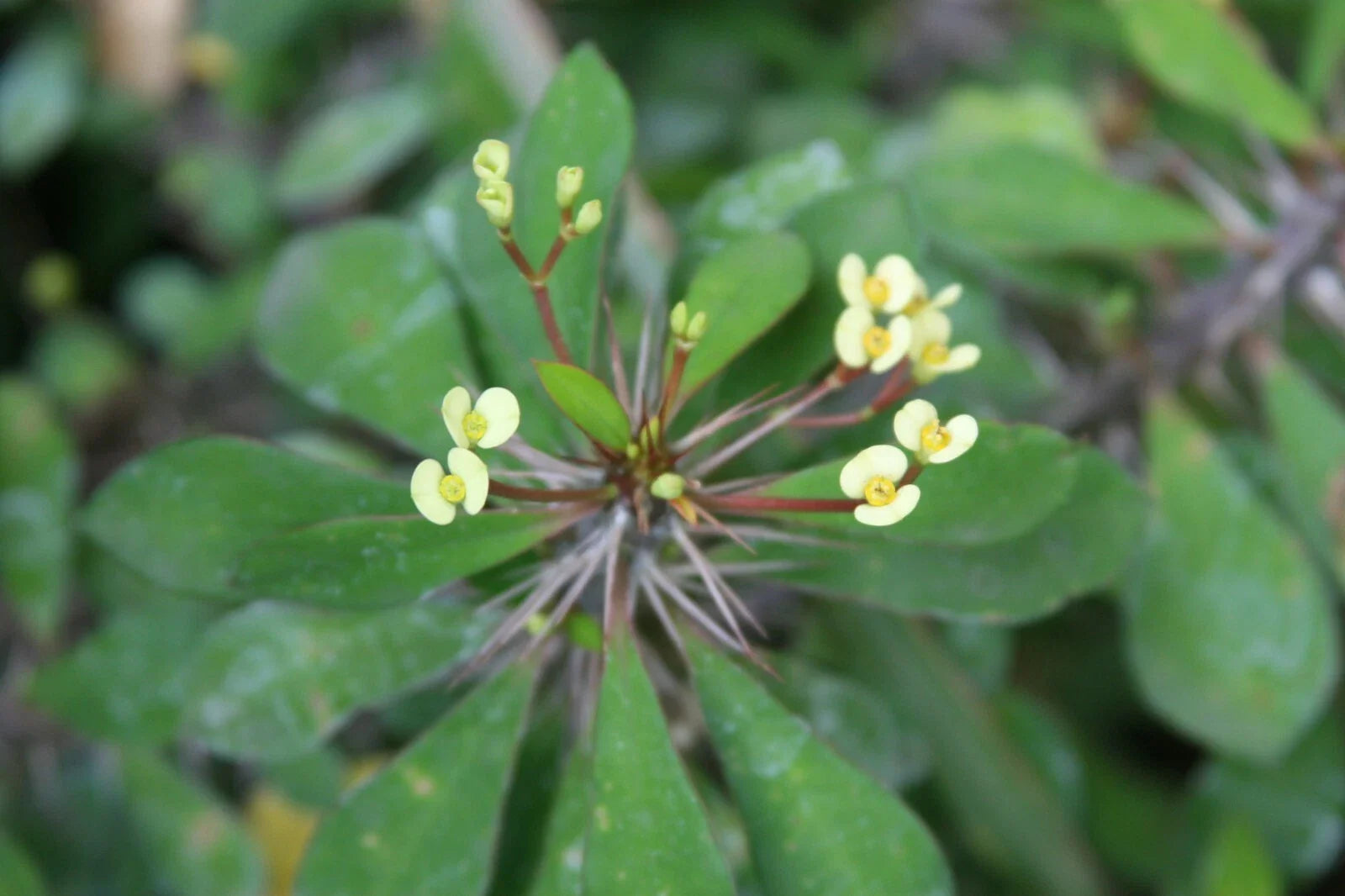 Tiny Yellow Euphobia Milii Crown of Thorns Succulent Cactus Cutting - Drought-Tolerant Indoor Plant