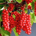 Self-Pollinating Schisandra Chinensis Cuttings - 20 Pack - Wu Wei Zi Magnolia Vine