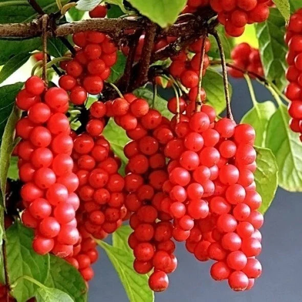 Self-Pollinating Schisandra Chinensis Cuttings - 20 Pack - Wu Wei Zi Magnolia Vine