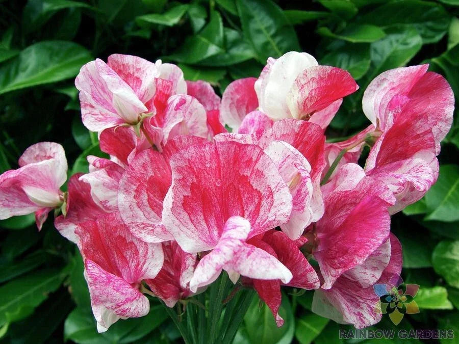 Sweet Pea Seeds - 50+ America Variety - Lathyrus odoratus - Ideal for Garden Planting, USA Grown