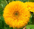 Sungold Teddy Bear Sunflower Seeds | Fresh Garden Seeds for Planting | Helianthus annuus