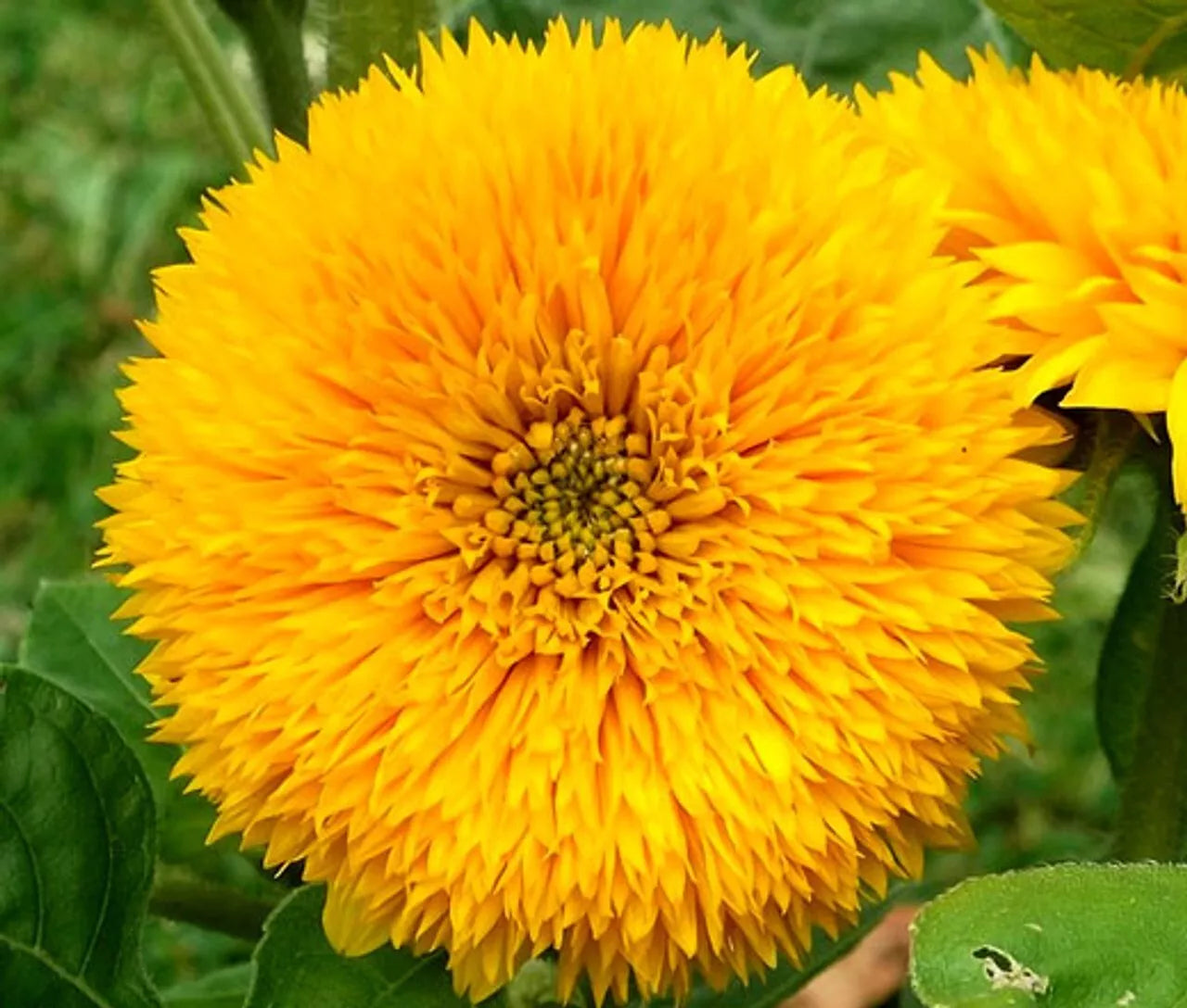 Sungold Teddy Bear Sunflower Seeds | Fresh Garden Seeds for Planting | Helianthus annuus