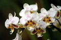 Phalaenopsis Stuartiana - 1.7" Small Orchid Plant - Tropical Flowering Houseplant