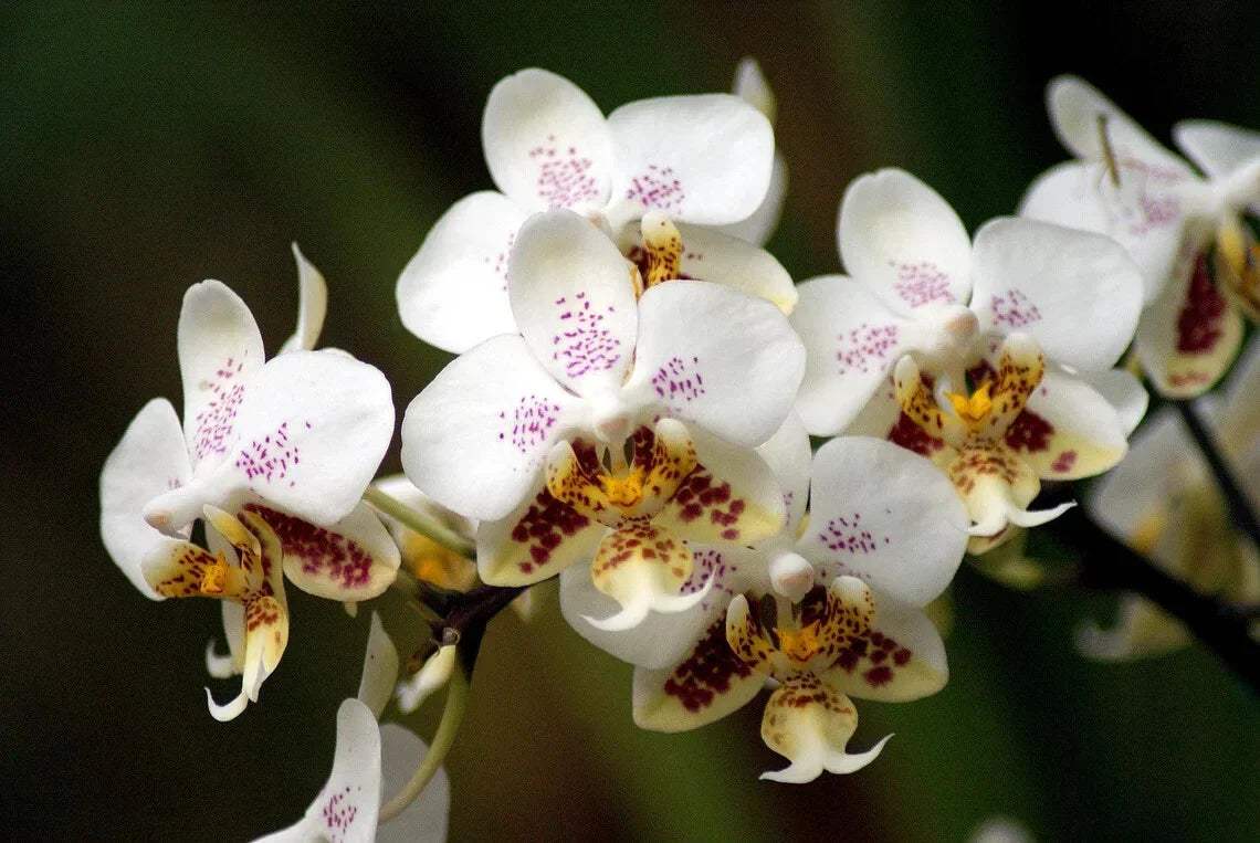 Phalaenopsis Stuartiana - 1.7" Small Orchid Plant - Tropical Flowering Houseplant