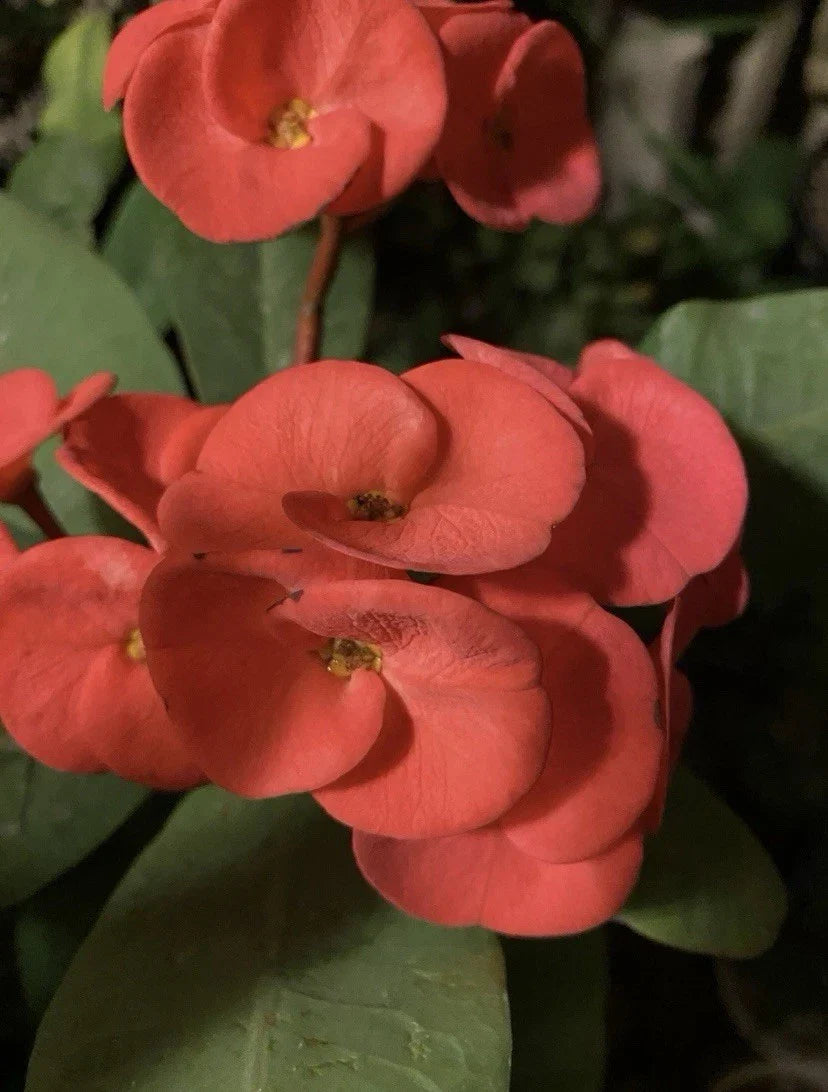 Euphorbia Milii Cutting | Rooted Red/Orange Crown of Thorns Plant | Christ's Thorn