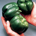 California Wonder Bell Pepper Seeds - 120+ Heirloom Non-GMO - Capsicum annuum - Fresh and Organic