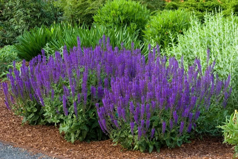 Salvia 'Caradonna' Live Starter Plant - Meadow Sage - Perennial Herb - Free Shipping