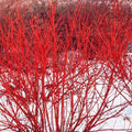 Red Twig Dogwood Live Plant 8-16" Bareroot Liners Cornus sericea Shrub