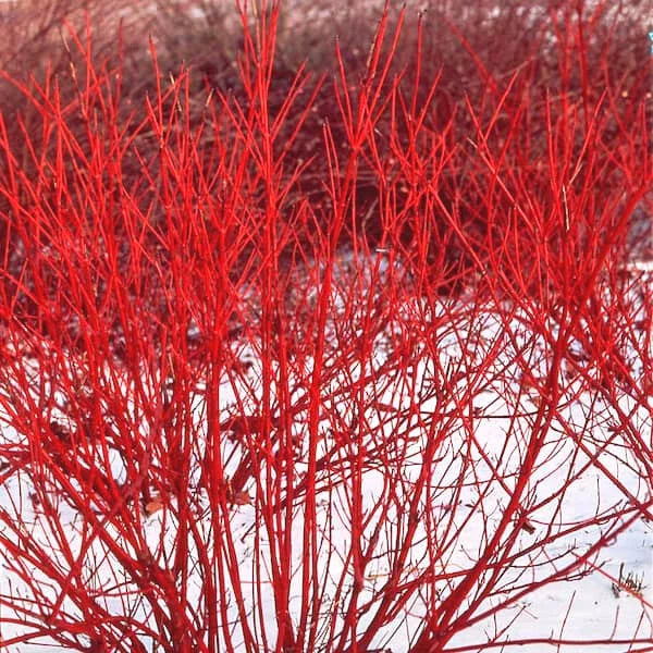 Red Twig Dogwood Live Plant 8-16" Bareroot Liners Cornus sericea Shrub