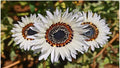 Italian White Sunflower Seeds - 50 Heirloom Non-GMO Tall Cut Flowers - Helianthus annuus
