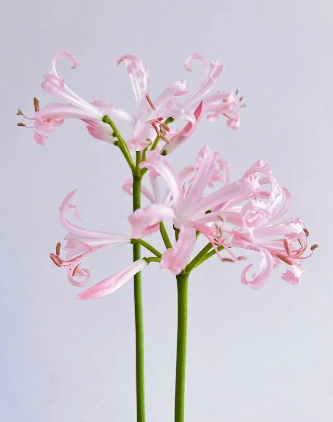 Magic Lily Bulb 1pc - Surprise Lily Oriental Lily Vanishing Lily Perennial Lily
