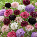 Pincushion Flower Seeds Mix - 100 Fresh Colorful Scabiosa Flowers - Perfect for Gardens