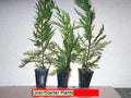 Leyland Cypress Tree Starter Plant - 10 Bare Root Evergreen - Cupressocyparis leylandii - Fast Growing Hedge, Full Sun, Zones 5-9