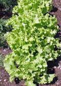 Lettuce Seed 1000 Count Grand Rapid Heirloom Leaf Lettuce Non-GMO (Lactuca sativa)