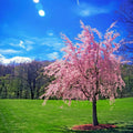 Weeping Sakura Cherry Blossom Tree Seeds - Fast Hardy - Prunus serrulata 'Pendula'