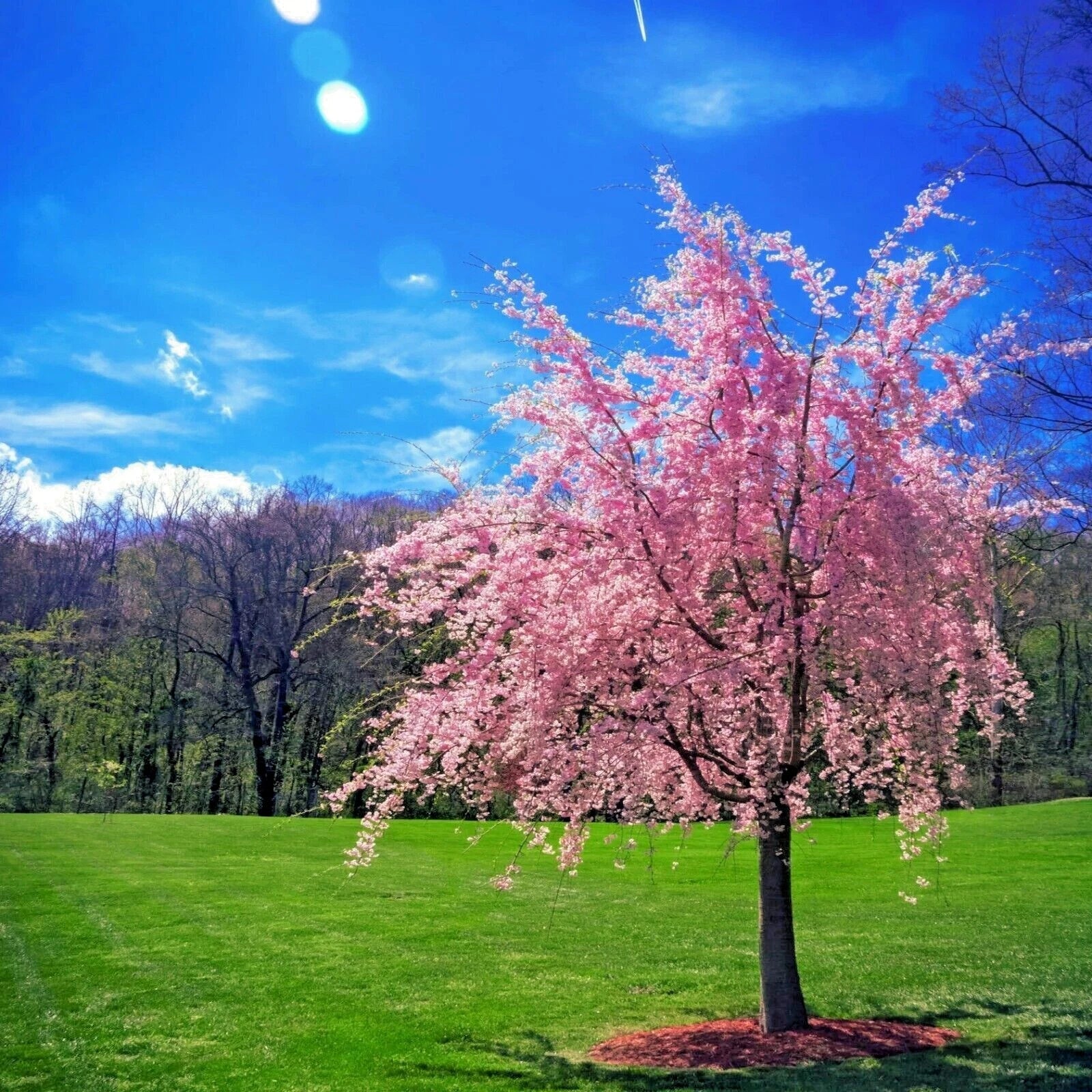 Weeping Sakura Cherry Blossom Tree Seeds - Fast Hardy - Prunus serrulata 'Pendula'