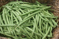Bush Green Bean Seeds, NON-GMO, Stringless, High Yield, Provider Variety, Free Shipping