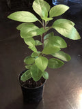 Longevity Spinach Plant - Gynura Procumbens - Perennial Edible Plant - 4-6" Tall