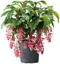 Medinilla Plant Starter - Florinilla "MAGIC" - Live Well Rooted, Very Rare Plant - Exotic Houseplant for Home Decor