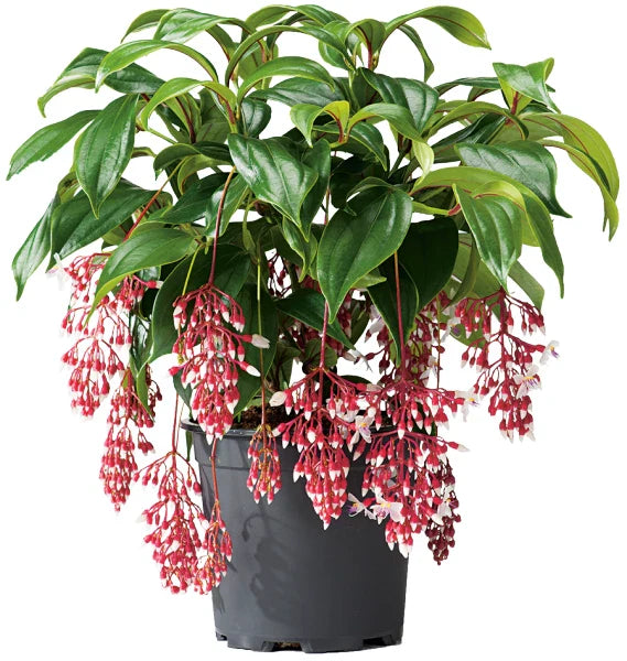 Medinilla Plant Starter - Florinilla "MAGIC" - Live Well Rooted, Very Rare Plant - Exotic Houseplant for Home Decor