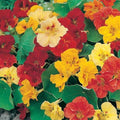 Nasturtium Seeds Dwarf Jewel Mix - Edible Non-GMO Garden Seeds - 25 Count - Tropaeolum majus