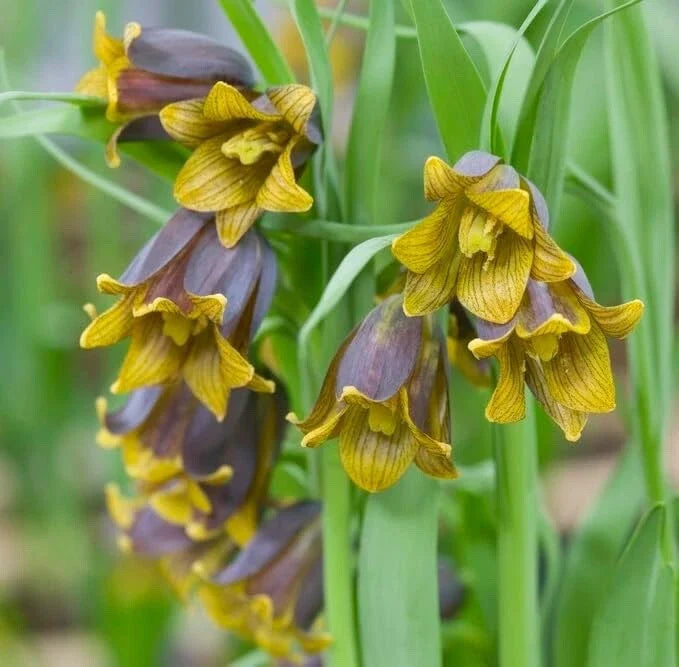 Fritillaria Bulbs for Planting - Uva-Vulpis - Perennial Flowering Bulbs - Garden Plants