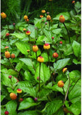 Toothache Plant Seeds - Organic 20+ Seeds - Spilanthes acmella oleracea - Herbal Remedies