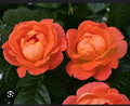 Coral Knock Out Rose Starter Plant - 1 Live Plant in 2.5 Inch Pot - Rosa 'Knock Out'