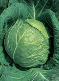 Late Flat Dutch Cabbage Seeds - 10 Inch Green Globe - Excellent Keeper - Brassica oleracea (150 Seeds/Packet)