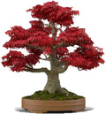 Bonsai Tree Seeds, 20+ Japanese Red Maple Seeds, Acer palmatum, Ideal for Bonsai Cultivation