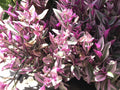 Tradescantia Nanouk Cuttings - Rare Pink Wandering Jew - 5 Healthy Plant Cuttings for Propagation