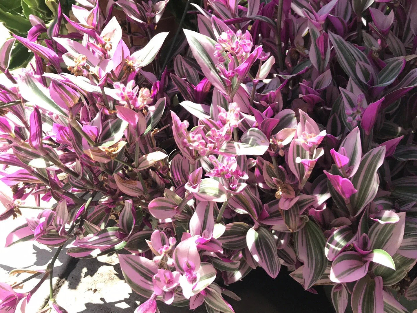 Tradescantia Nanouk Cuttings - Rare Pink Wandering Jew - 5 Healthy Plant Cuttings for Propagation