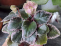 Mini African Violet Unrooted Leaves 2-Pack NL-KNYAGINYA Ol’ga - Fresh Cut Plant Cuttings for Propagation