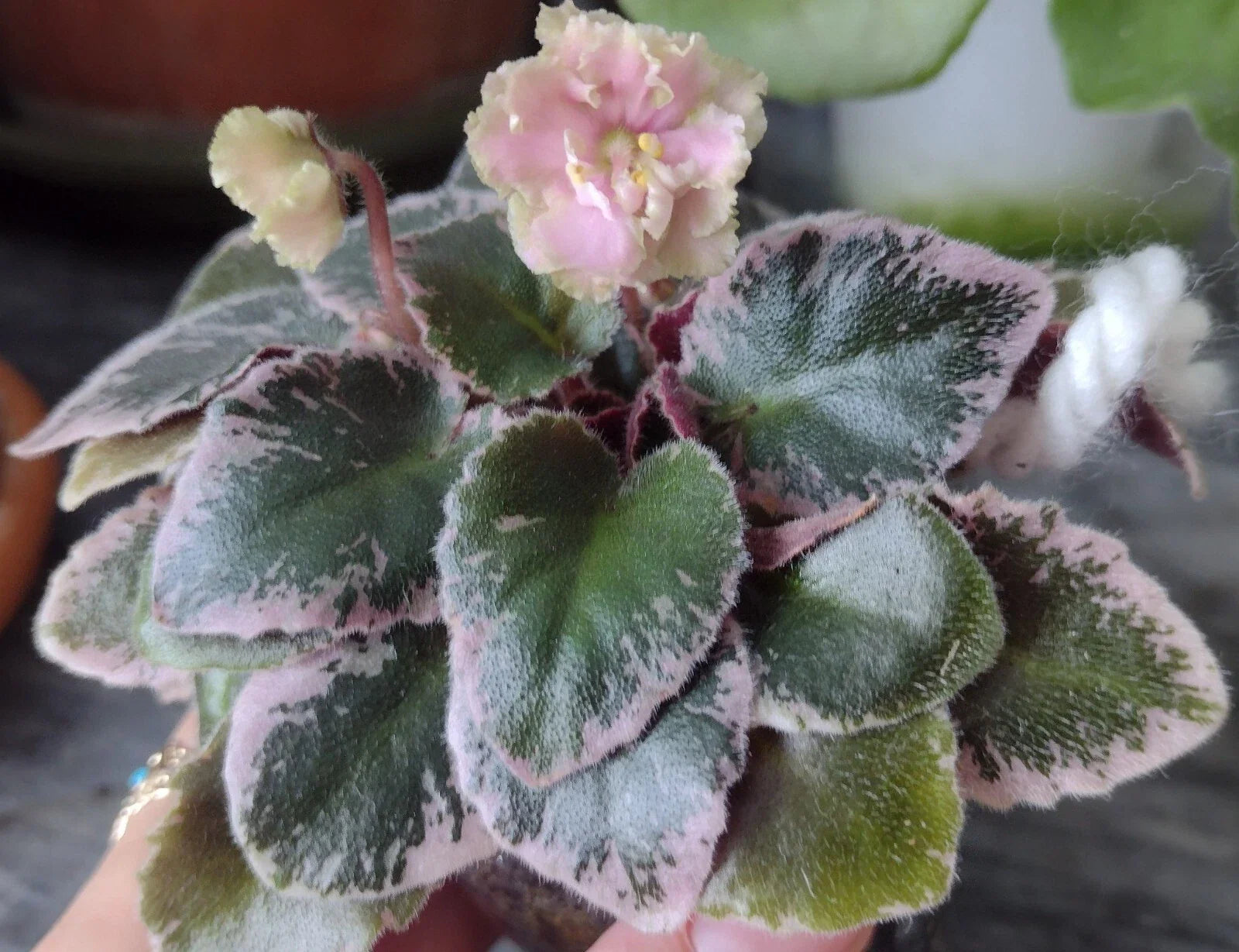 Mini African Violet Unrooted Leaves 2-Pack NL-KNYAGINYA Ol’ga - Fresh Cut Plant Cuttings for Propagation