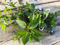 Organic Peppermint Rooted Cuttings x 5 - Ready for Soil - Mentha × piperita - Easy Start for New Plants