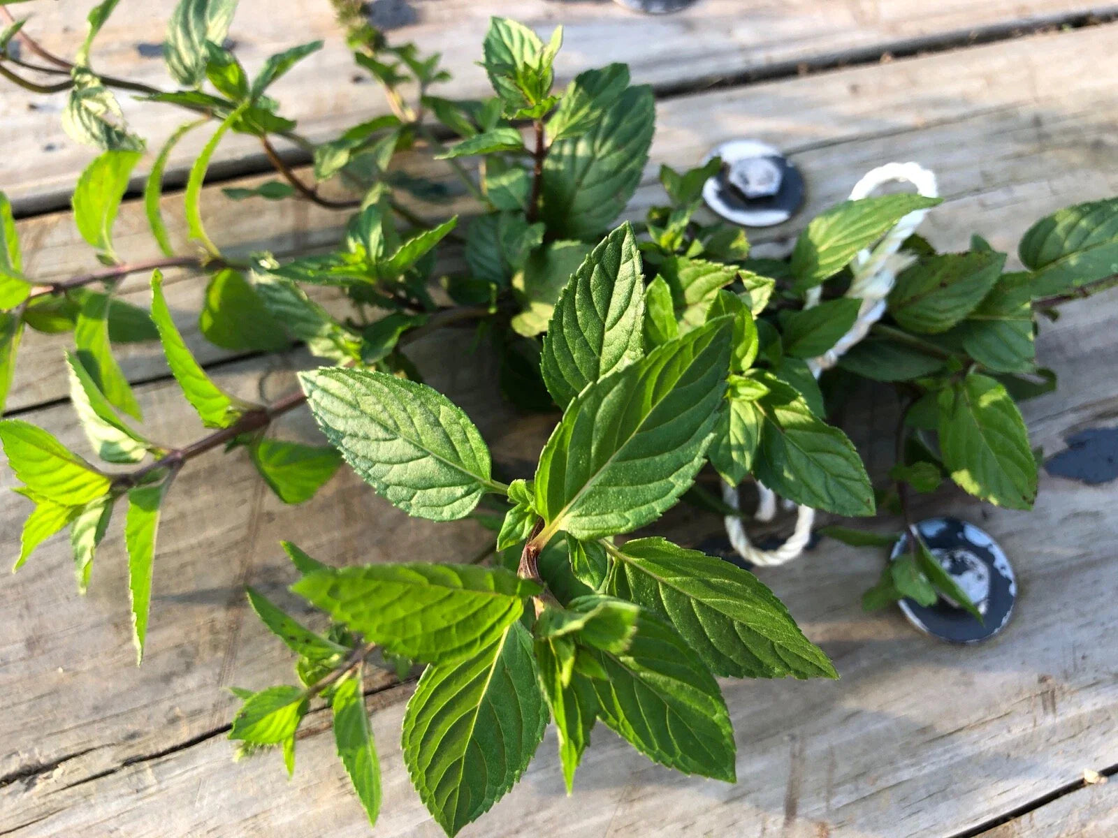 Organic Peppermint Rooted Cuttings x 5 - Ready for Soil - Mentha × piperita - Easy Start for New Plants