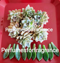 Graptopetalum Ghost Plant Succulent Cuttings - 8 Fresh Cuttings + 10 Leaves - Easy Care Indoor Plant
