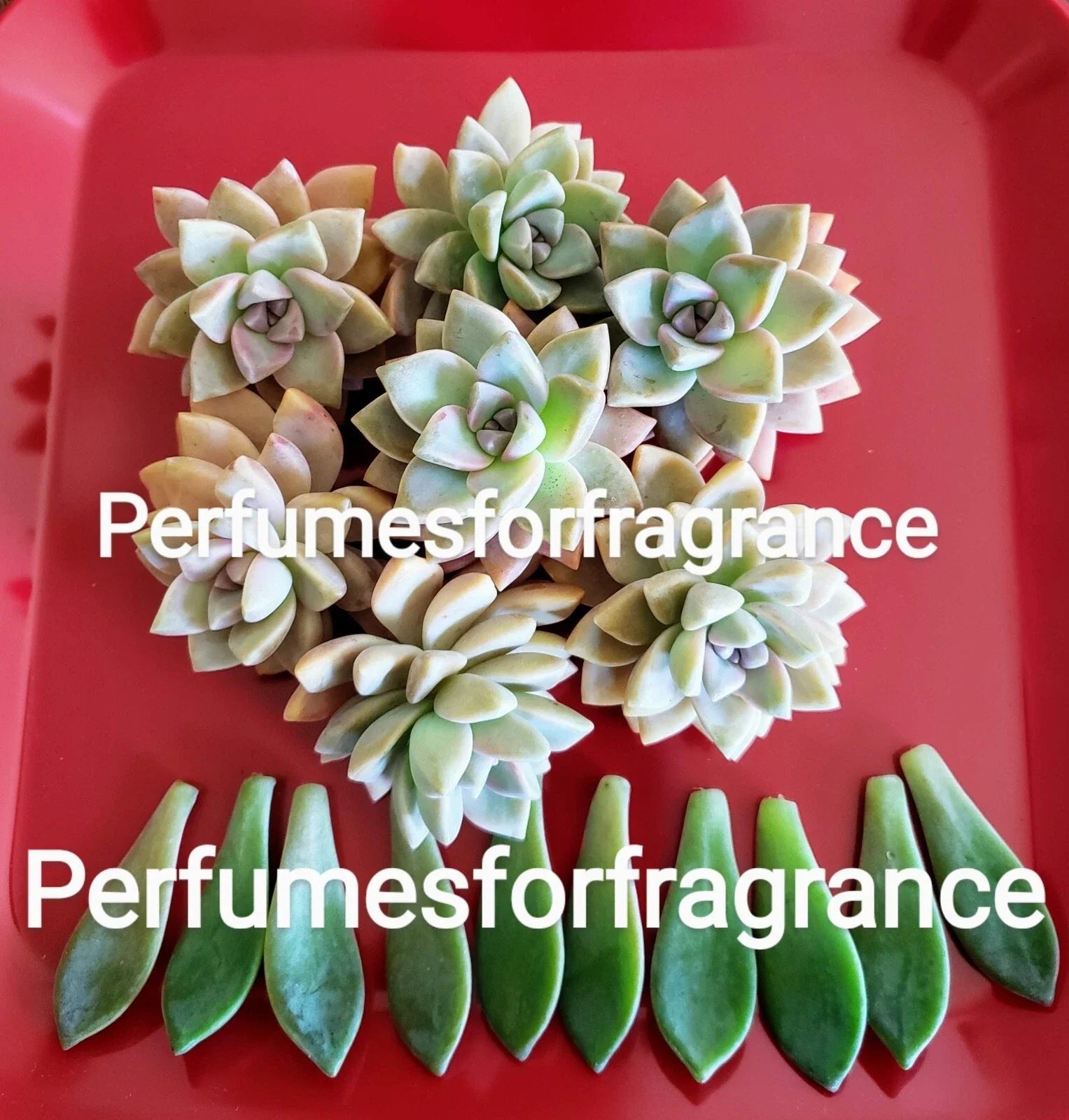 Graptopetalum Ghost Plant Succulent Cuttings - 8 Fresh Cuttings + 10 Leaves - Easy Care Indoor Plant