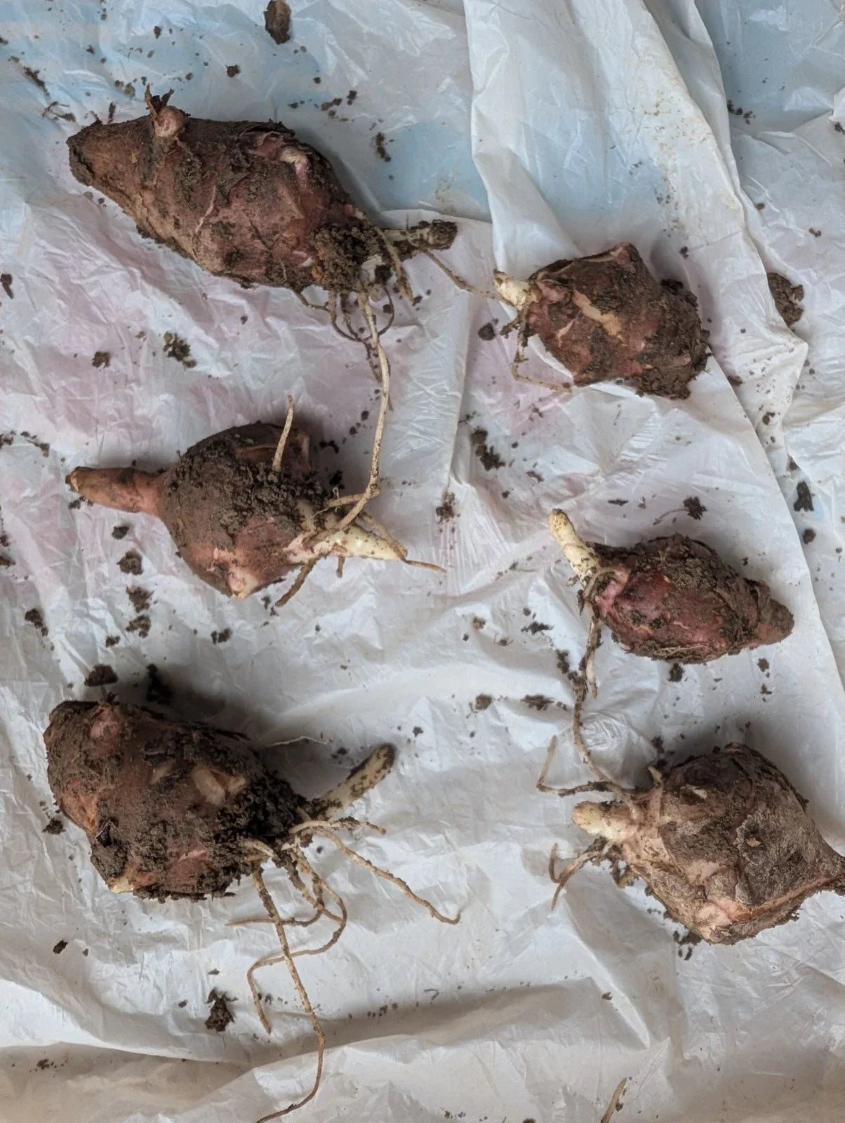 Red Organic Jerusalem Artichoke Tubers for Planting - 6 Small/Medium Helianthus tuberosus