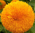 Dwarf Sungold Sunflower Seeds 50+ Teddy Bear Annual Flower Garden Helianthus annuus