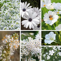 Organic White Wildflower Seed Mix - 200 Seeds - Native USA Blend - Non-GMO