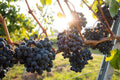 Grape Plants and Cuttings - Multiple Cultivars - Vitis vinifera - Organic Grapevines for Home Garden or Vineyard