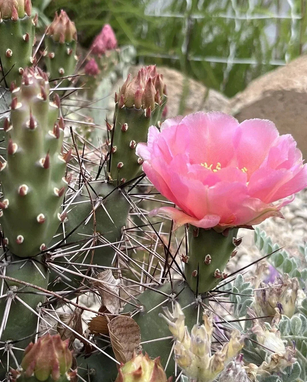 Prickly Pear Cactus Cutting - Coral Rose - Cold Hardy Opuntia debreczyi - Succulent Plant for Gardens and Landscapes