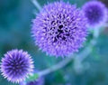 Globe Thistle Seeds, 20 Count, Blue Perennial, Echinops ritro