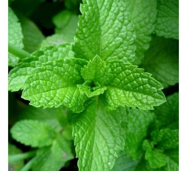 Peppermint Seeds, Non-GMO, Aromatic Perennial, Variety Packet Sizes, Mentha piperita