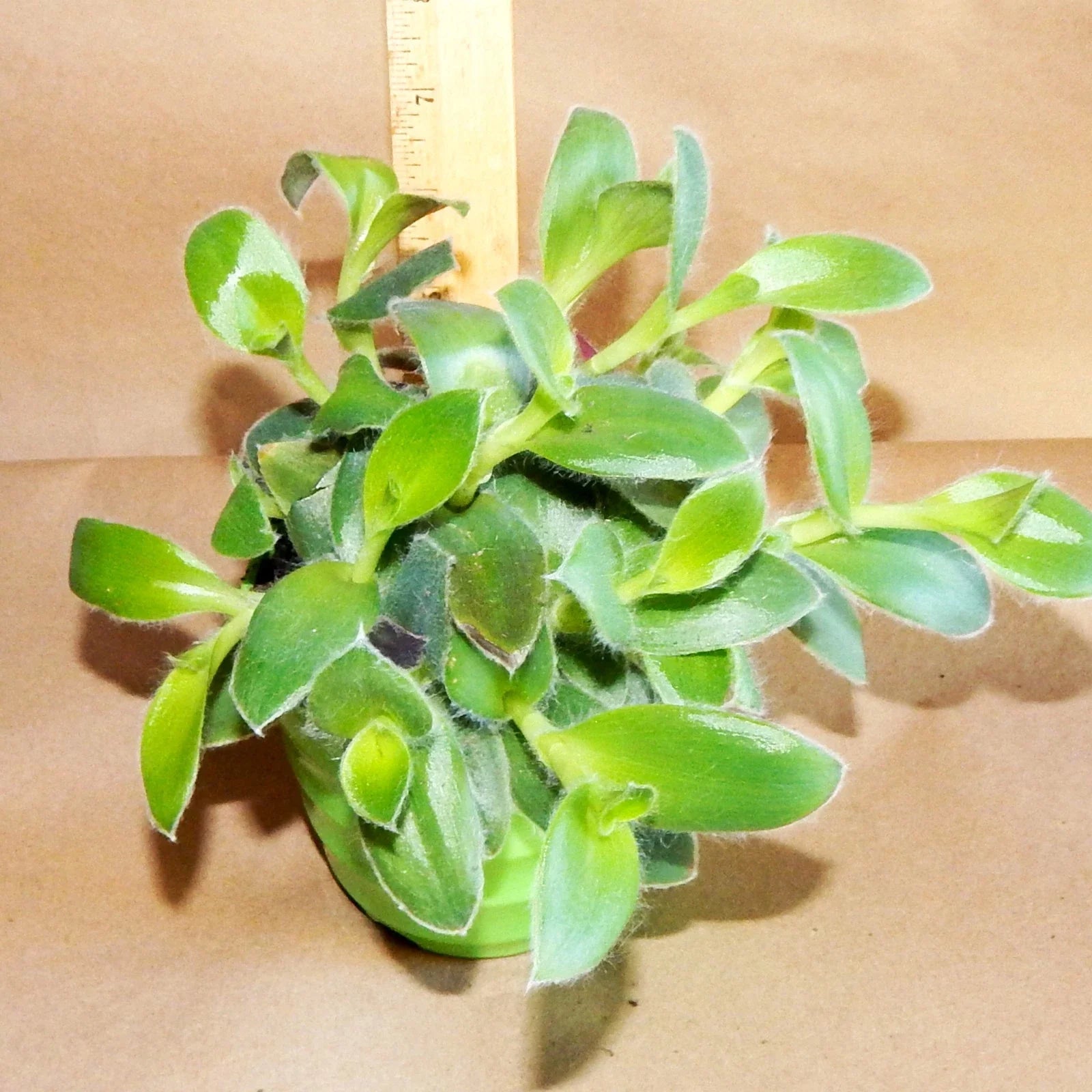 Fuzzie Bunny Bellies Live Plant - 8 Fully Rooted Vines - Ideal Houseplant for Home Decor - (Scientific Name: Peperomia)