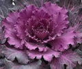 Ornamental Cabbage Seeds - Osaka Red - 40 Fresh Seeds - Brassica oleracea