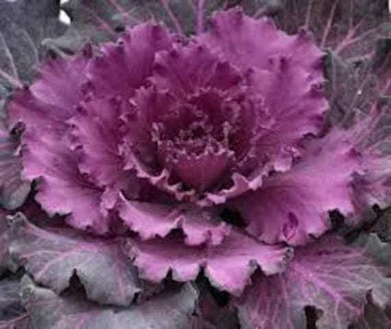 Ornamental Cabbage Seeds - Osaka Red - 40 Fresh Seeds - Brassica oleracea