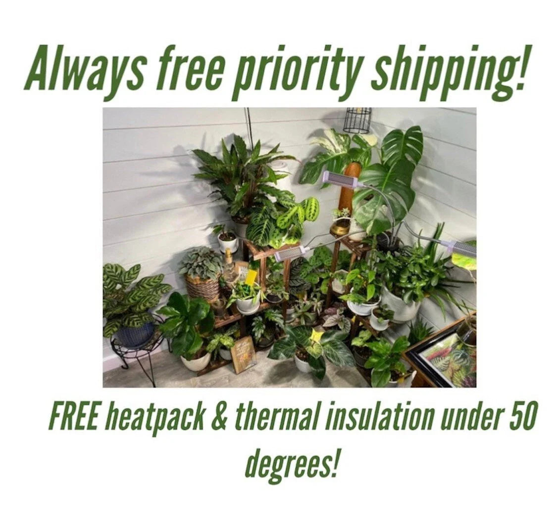 Mystery Plant Cuttings - 10 Pack - Assorted Varieties - Perfect for Plant Lovers - Ideal for Indoor Gardening